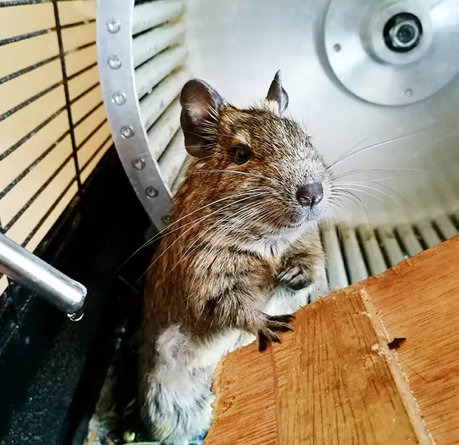 Why Homeowners & Businesses Trust Us Bridgeview, IL?